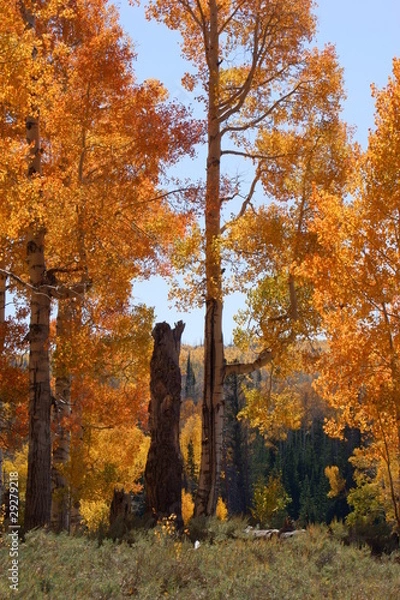 Fototapeta Quaking Aspen