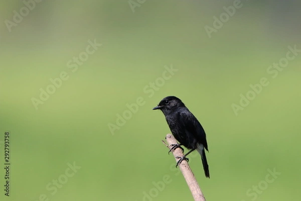 Fototapeta Bird on a branch