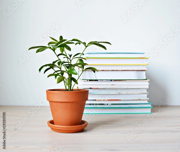 Fototapeta Schefflera green house plant in terracotta pot and stack of books on wooden desk
