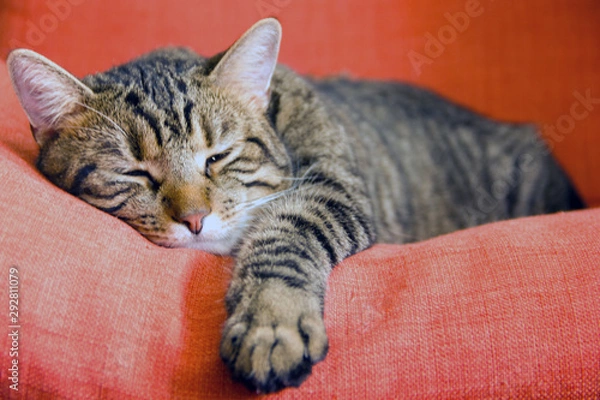 Fototapeta Relaxed cat resting on red armchair Sleepy calm cat lying down on colorful cozy couch at home