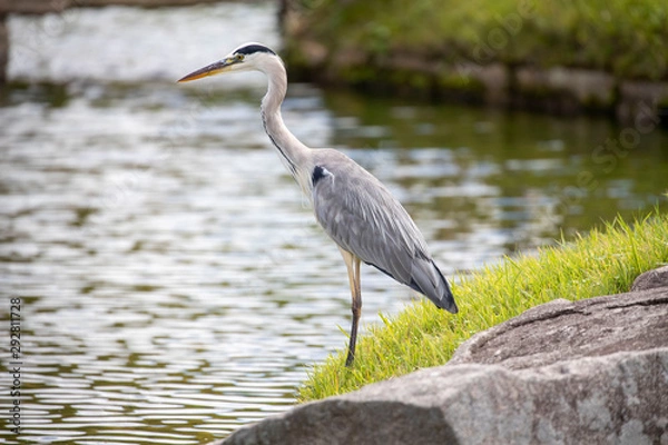Obraz Egrets in the park
