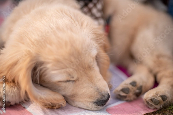 Fototapeta 昭和記念公園_ゴールデンレトニエル_桜