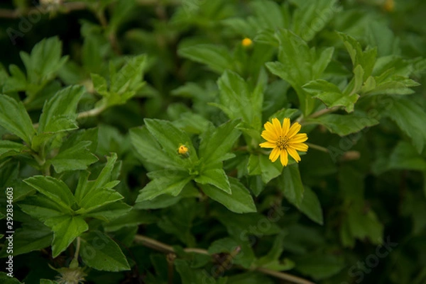 Fototapeta Yellow flower