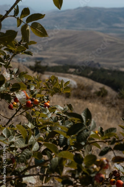Fototapeta Mountains in Crimea. September. This place is located near the town of Sudak. Autumn in Crimea.  the city of Feodosiya. Russia. Ukraine.