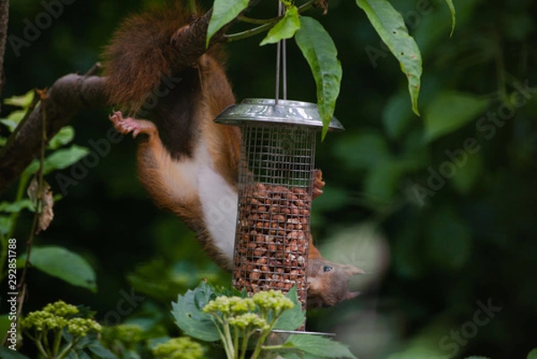 Fototapeta Red squirrel eating nuts from a birdfeeder