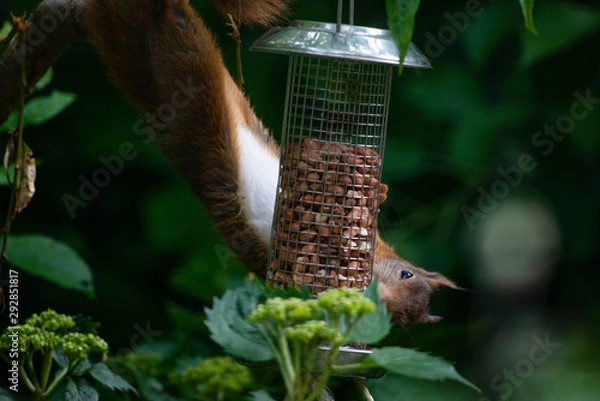 Fototapeta Red squirrel eating nuts from a birdfeeder