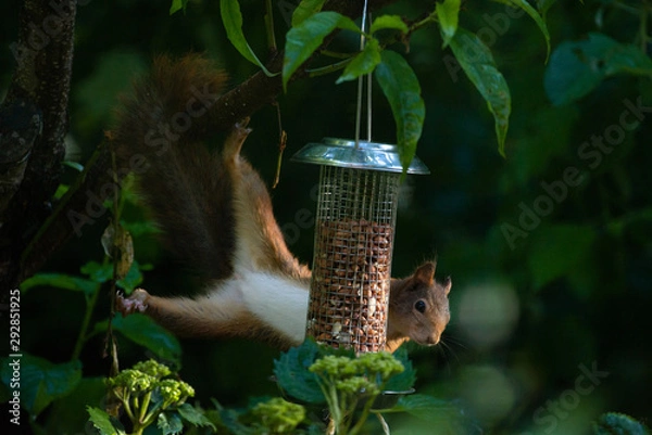 Obraz Red squirrel eating nuts from a birdfeeder