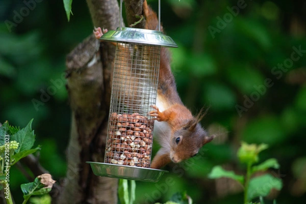 Obraz Red squirrel eating nuts from a birdfeeder
