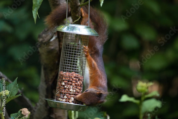 Fototapeta Red squirrel eating nuts from a birdfeeder