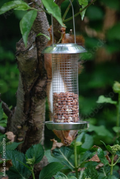 Fototapeta Red squirrel eating nuts from a birdfeeder