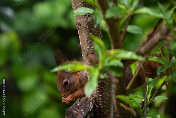 Fototapeta Red squirrel eating nuts from a birdfeeder