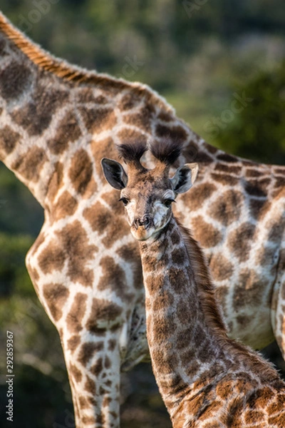 Obraz Junge Giraffe 2