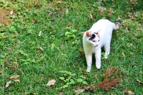Fototapeta ねこ　みけねこ　秋　公園　杤木　日本