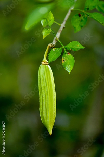 Obraz Parmentiera edulis, Candle Tree