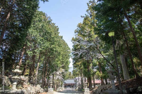 Obraz 富士御室浅間神社_桜