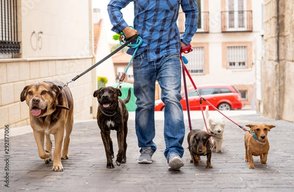 Fototapeta Smiling professional dog walker with dogs on leash on a walk in the city