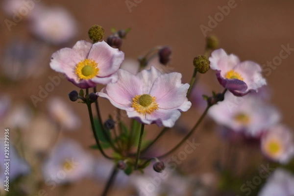Fototapeta Blühende Herbst-Anemone (Anemone hupehensis)