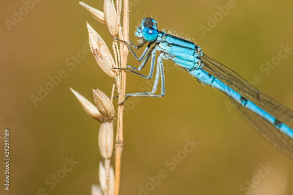 Fototapeta Libelle 3