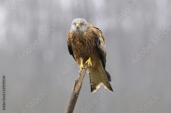 Obraz Red kite