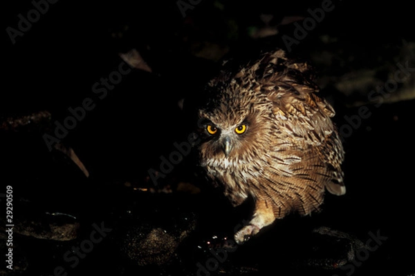 Obraz シマフクロウ