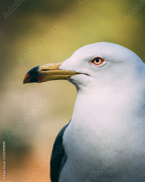 Obraz seagull portrait beak