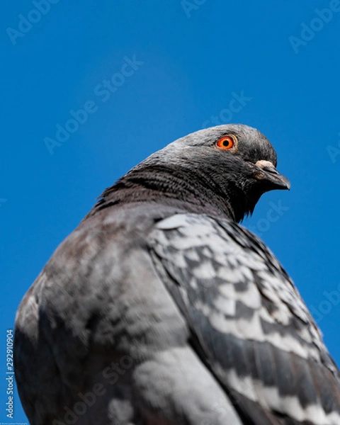 Obraz pigeon portrait look