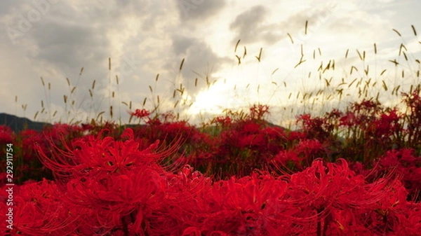 Obraz 京都　亀岡　彼岸花の里