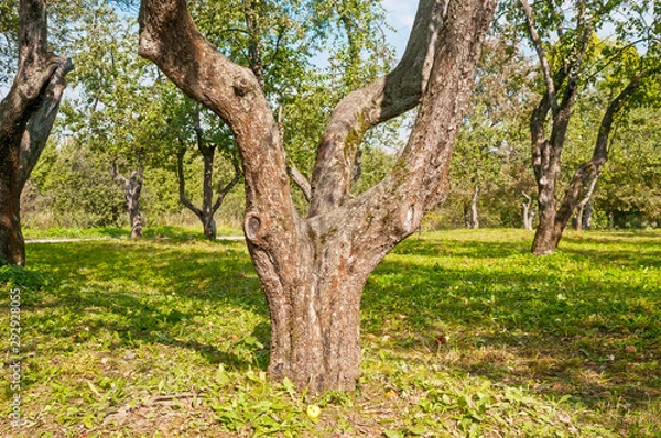 Fototapeta Trunk of apple tree in the orchard