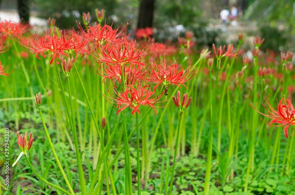 Fototapeta 巾着田の彼岸花、埼玉県、日本