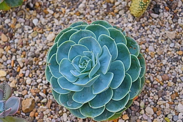 Fototapeta サボテン　花　葉