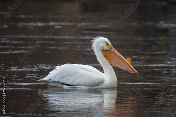 Obraz American White Pelican