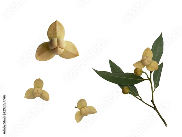 Obraz Cream-coloured flower of Melodorum Fruticosum or White Cheesewood and green leaves isolated on white background.