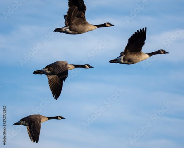 Obraz Geese in flight