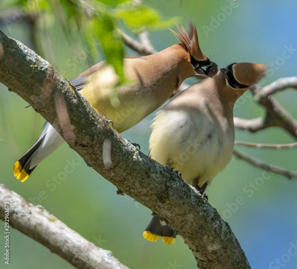Obraz Cedar Waxwing Courtship