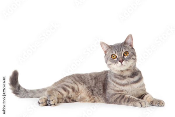 Obraz Beautiful cat lying on white background