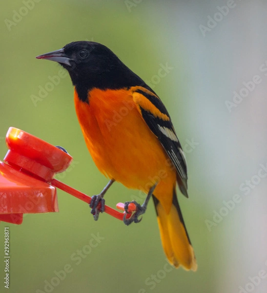 Obraz Baltimore Oriole-Male