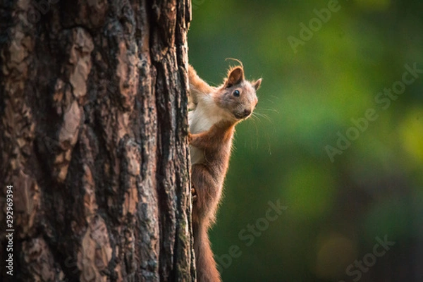 Fototapeta Curious red squirrel in the Autumn park