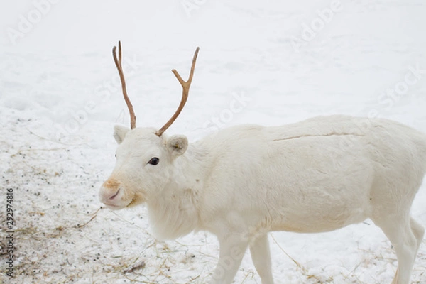 Obraz White deer closeup in the winter time
