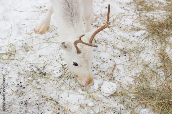 Obraz White deer closeup eats hay in the winter time