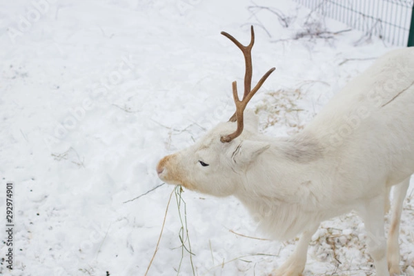 Obraz White deer closeup eats hay in the winter time