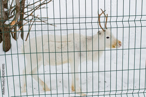 Obraz White deer closeup in the winter time behind bars