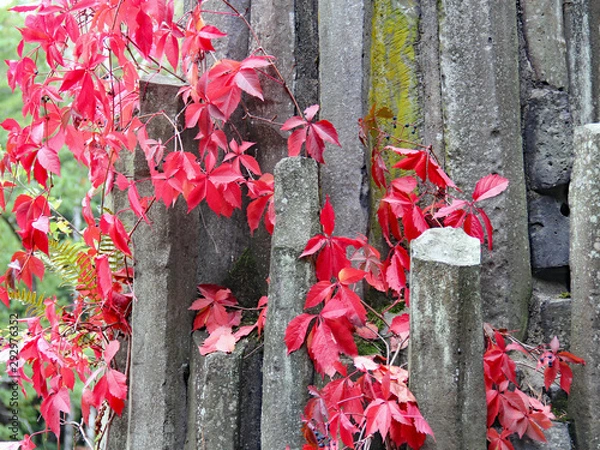 Fototapeta Herbstfarbender Mauerwein