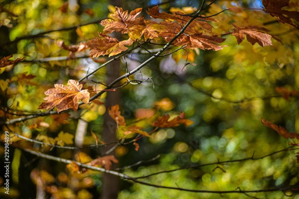 Fototapeta Fall Season Maple Leaf Hanging On Tree Branches Adding Orange, Red, and Yellow Autumn Color To The Pacific Northwest Forest, Washington, United States