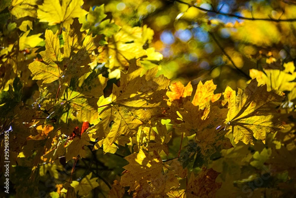 Fototapeta Autumn Sun Hitting The Maple Tree Leaf From Behind And Lighting Up All The Gorgeous Gold And Yellow Orange Fall Season Colors In The Pacific Northwest Forest,  Washington, United States.