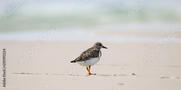 Obraz bird on the beach, Ruddy Turnstone (Arenaria interpres)
