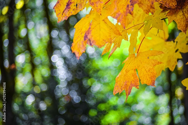 Fototapeta Golden Red Orange Yellow Autumn Leaf Of The Maple Tree Hanging On The Canopy In Front Of The Lush Green Evergreen Pacific Northwest Forest, Washington, United States