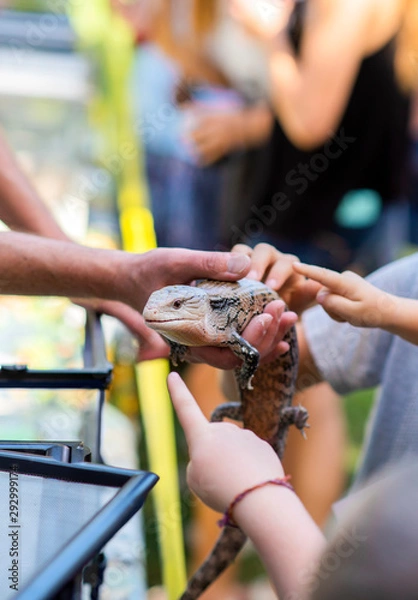 Obraz blue tongue skink being shown to children at petting zoo, kids touching large lizard, summer camp activities, wildlife rescue