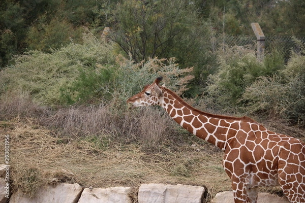 Obraz girafe au zoo