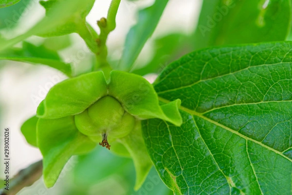 Obraz fruiting persimmon tree, newly set fruit, fruit set persimmon tree, young fruit tree, spring fruit set