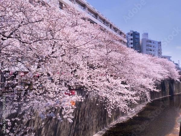 Fototapeta 目黒川桜まつり　中目黒付近